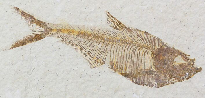 Diplomystus Fossil Fish - Wyoming #22355